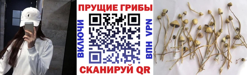 Купить где  Мытищи  Галлюциногенные грибы прущие грибы 